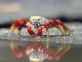 open picture: «Crab ashore»