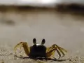 current picture: «Crab»