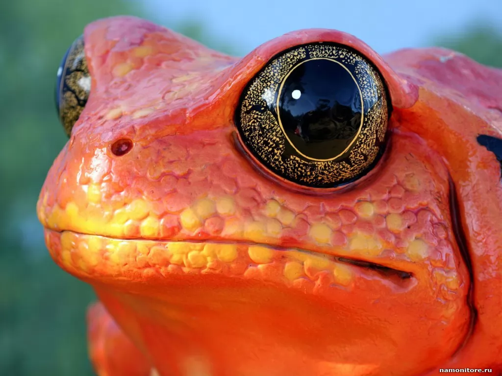 Red frog, amphibious, animals, frogs, orange x