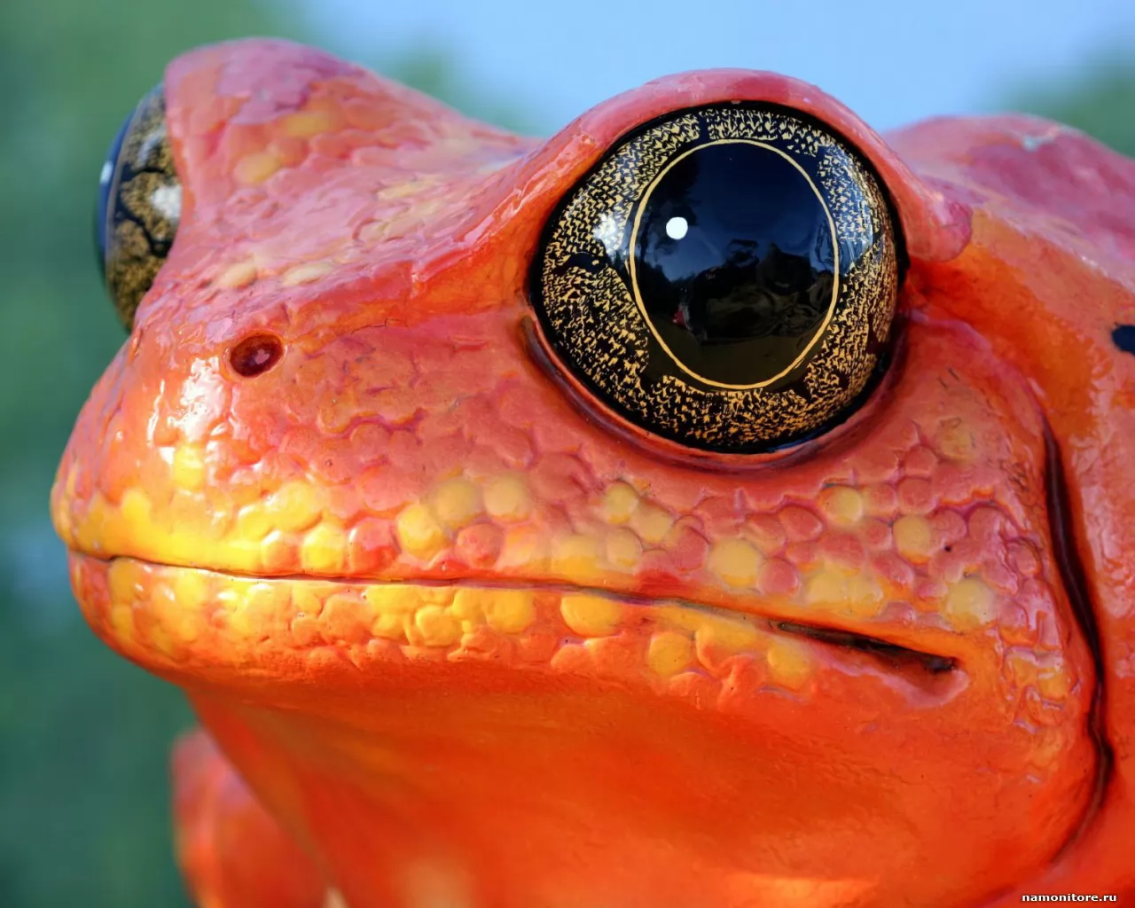Red frog, amphibious, animals, frogs, orange x
