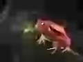 Red frog