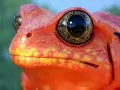 current picture: «Red frog»