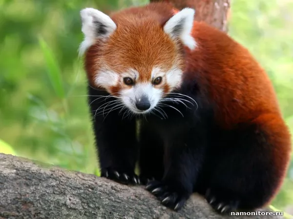 Red panda, Wild