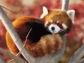 open picture: «Red panda»