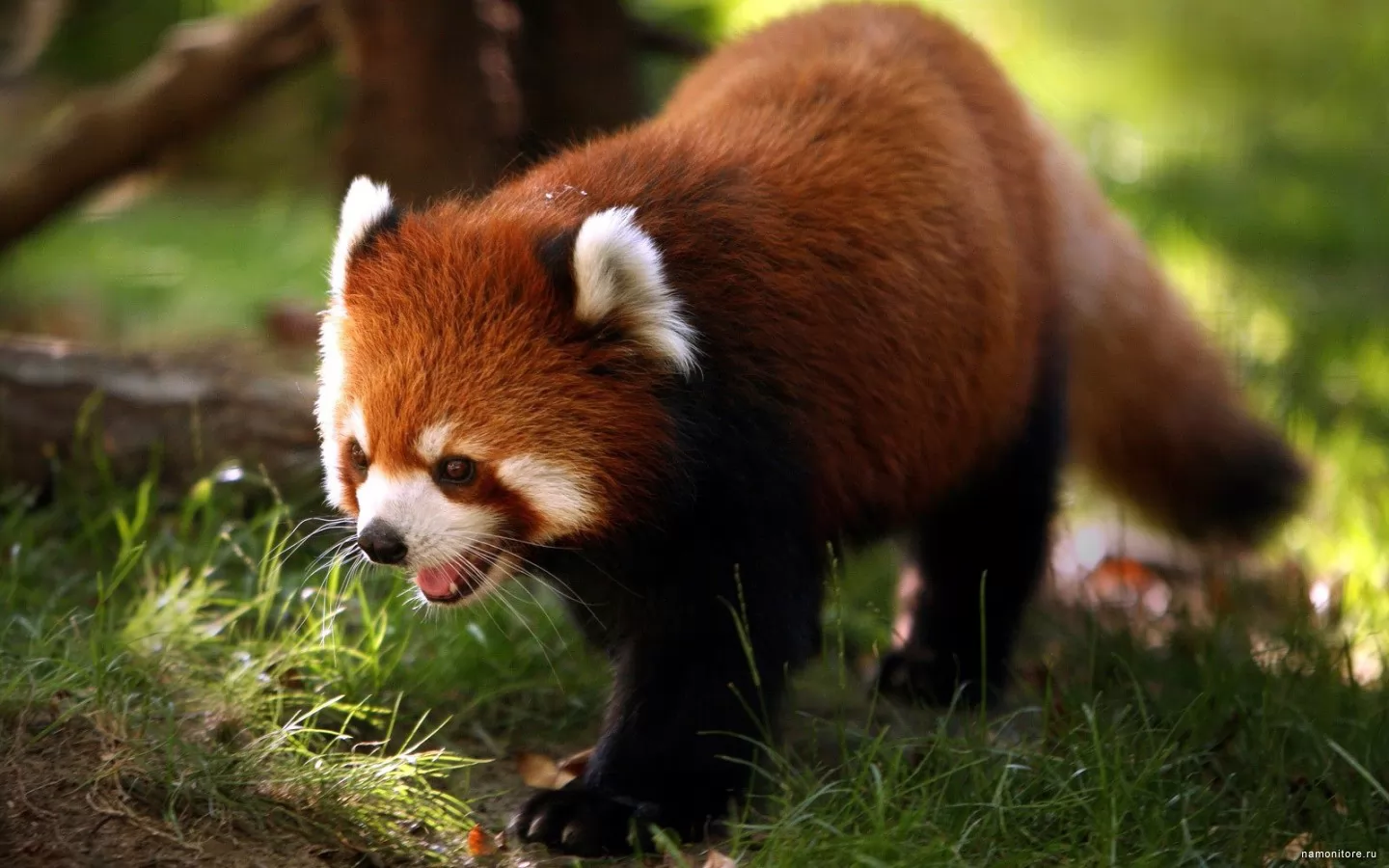 Red panda, animals, brown, pandas x