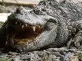 open picture: «Crocodile»
