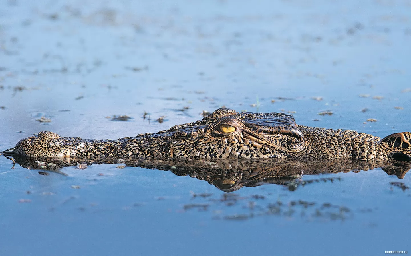 Crocodile, amphibious, crocodiles, dark blue x