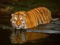 open picture: «Bathing of a tiger»
