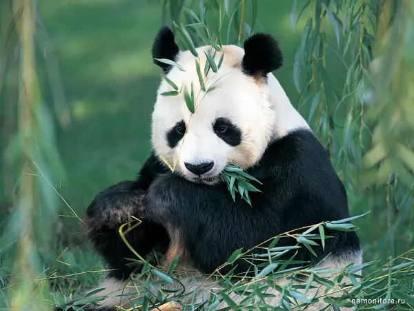 Eating a bamboo, Wild