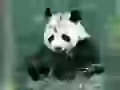 Eating a bamboo