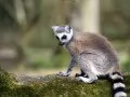 open picture: «Lemur»