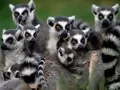 open picture: «Lemurs»