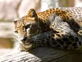open picture: «Lazy leopard»