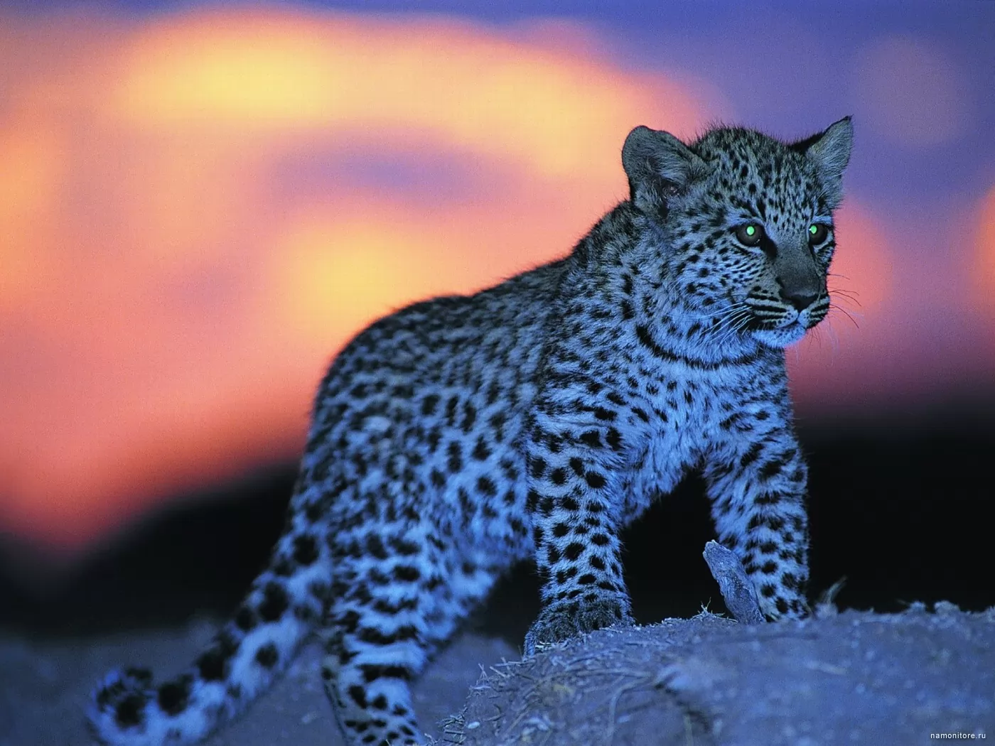 Леопард, животные, кошки, леопарды, синее х