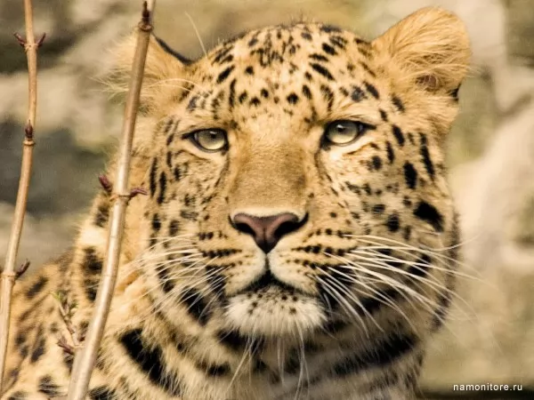 Leopard, Wild