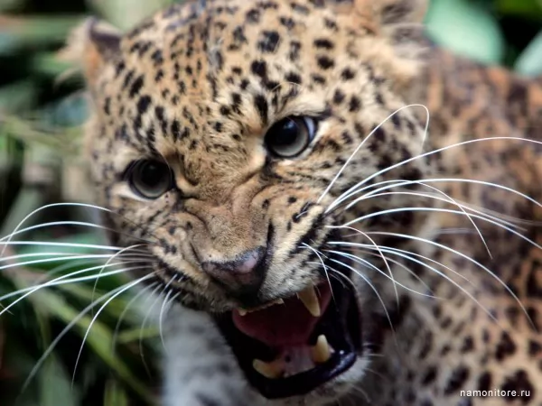 Leopard, Wild
