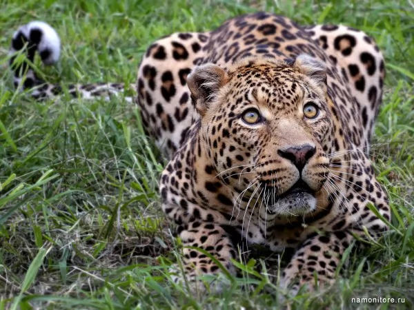Leopard, Wild