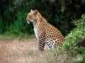 open picture: «Leopard»