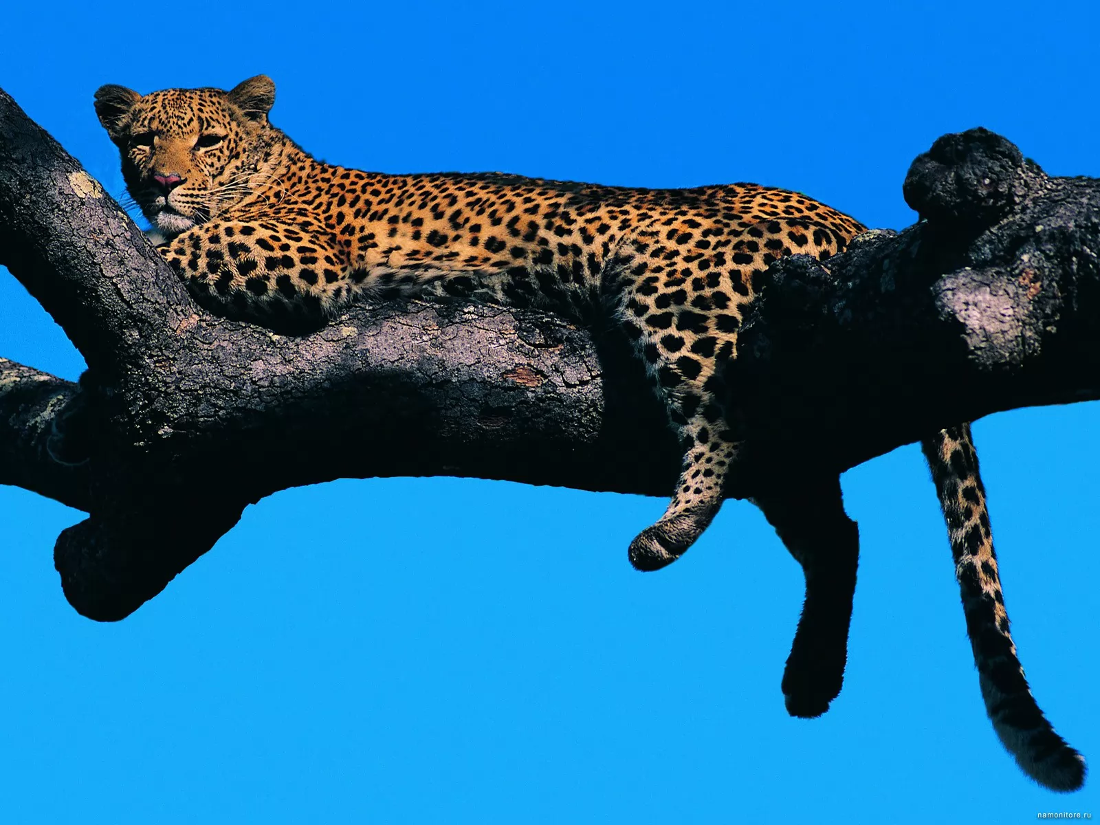 Леопард на дереве, животные, кошки, леопарды, синее х