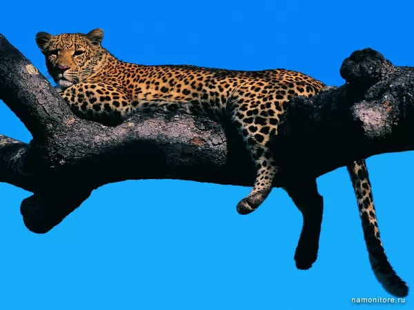 Леопард на дереве, Дикие