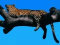 выбранное изображение: «Леопард на дереве»
