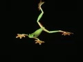 выбранное изображение: «Летающая лягушка»