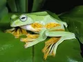 current picture: «Flying frog»