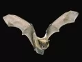 open picture: «Bat»