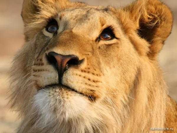Lion, Wild