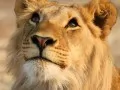 current picture: Lion
