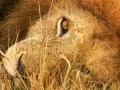 open picture: «Lion»