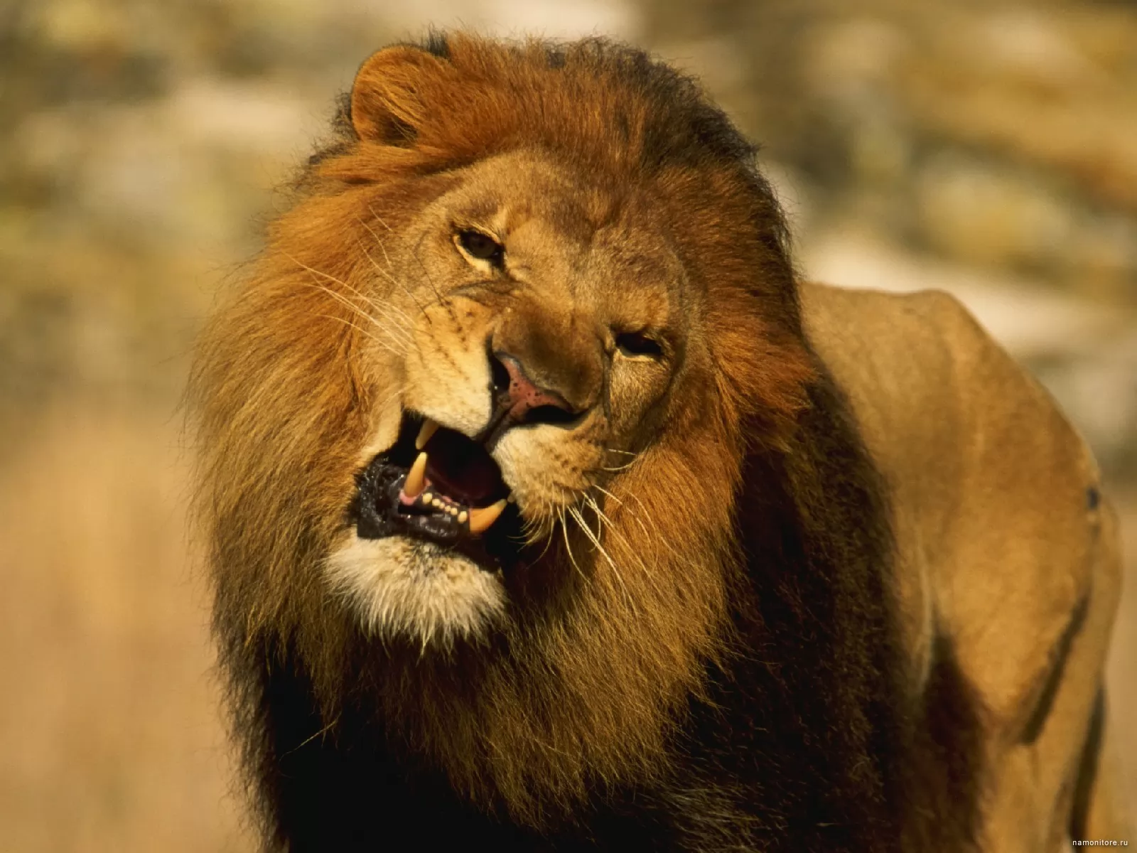 1996 год лев. Лев рычит. Красивый Лев. Оскал Льва. Африканский Лев.