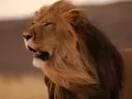 open picture: Lion