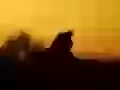 Lion at a dawn