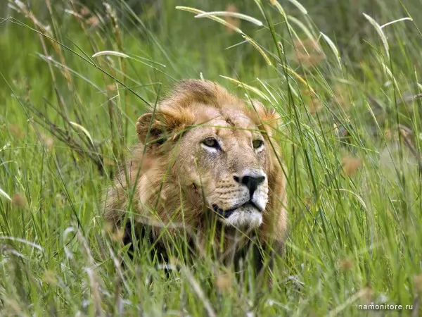 Лев в траве, Дикие