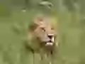 Lion in a grass