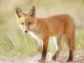 open picture: «Fox»