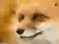 Fox muzzle