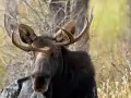 open picture: «Elk»