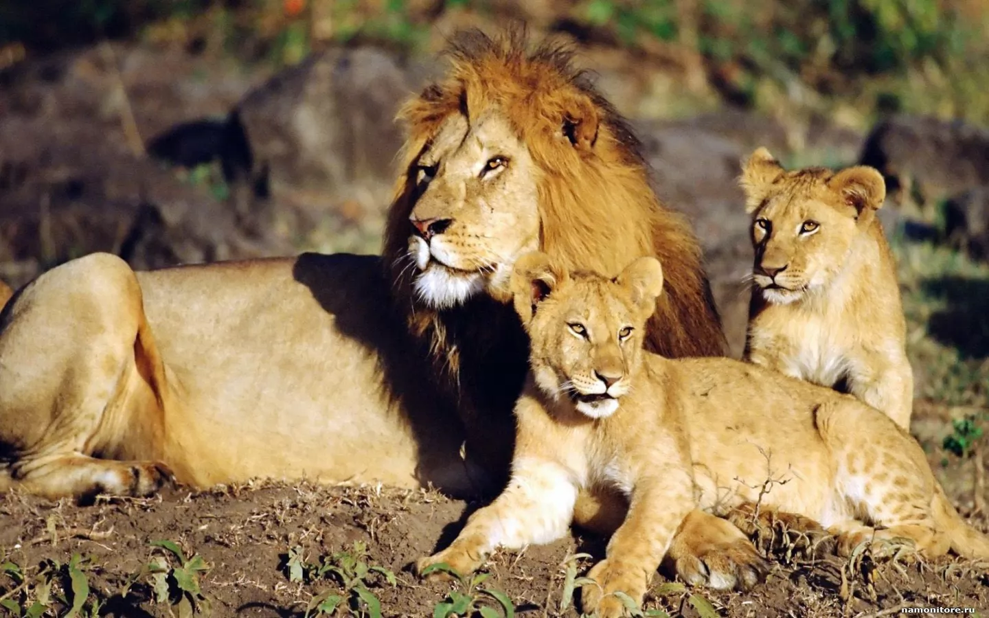 Lion's family, animals, brown, cats, lions x