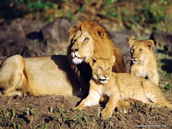 Lion's family, Wild