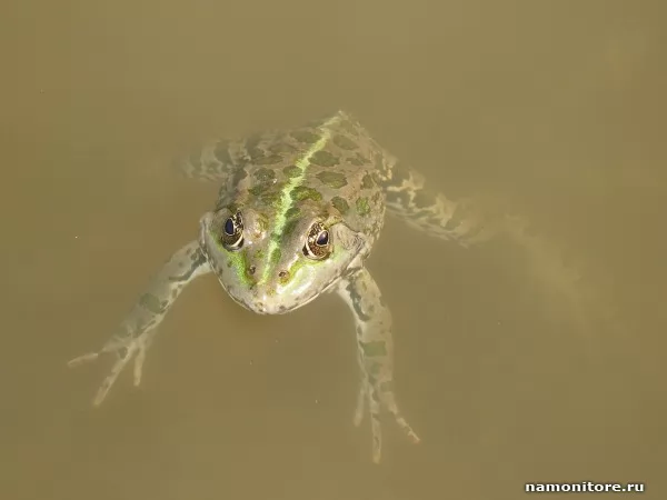 Frog, Wild
