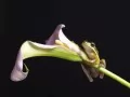 open picture: «Frog on a flower»