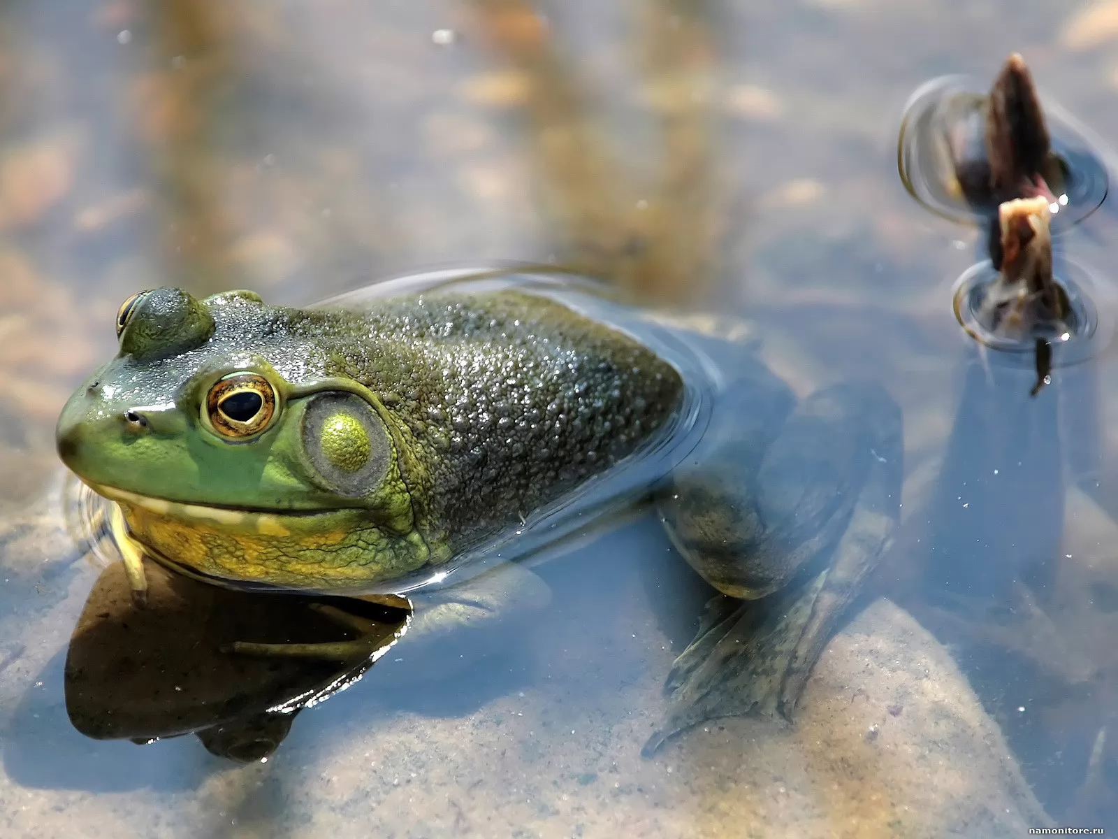 Лягушки в соленой воде. Амфибия лягушка. Земноводные животные лягушка жаба. Зеленые лягушки квакушки. Жаба лягушка квакушка.