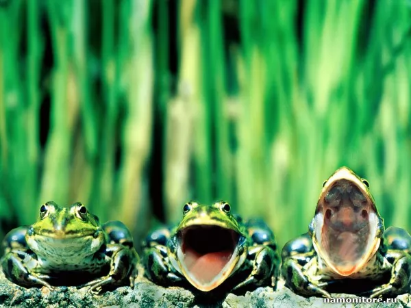 Frogs-kvakushki, Wild