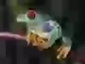 The Young frog