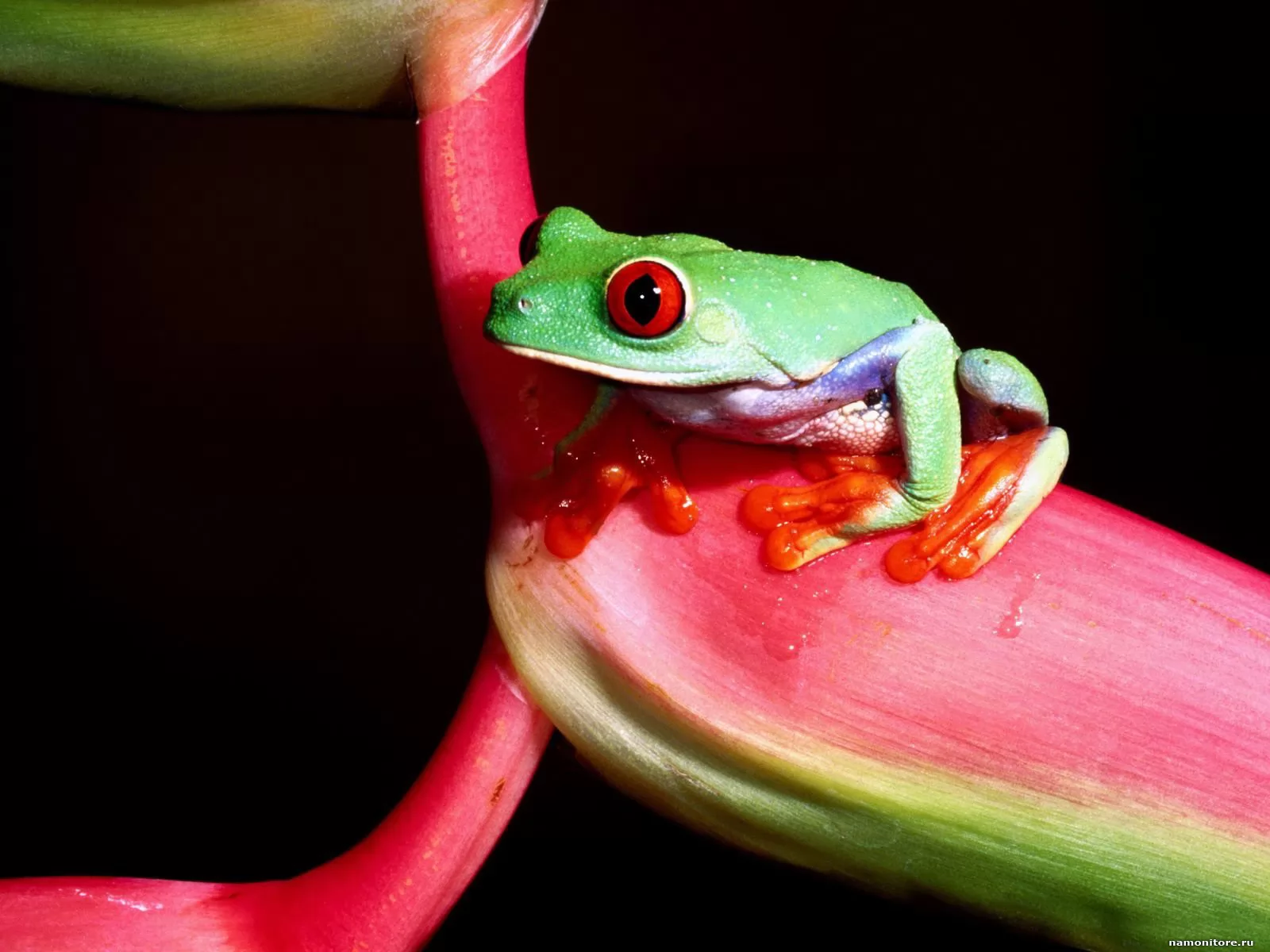 The Young frog, amphibious, animals, frogs, green, pink x