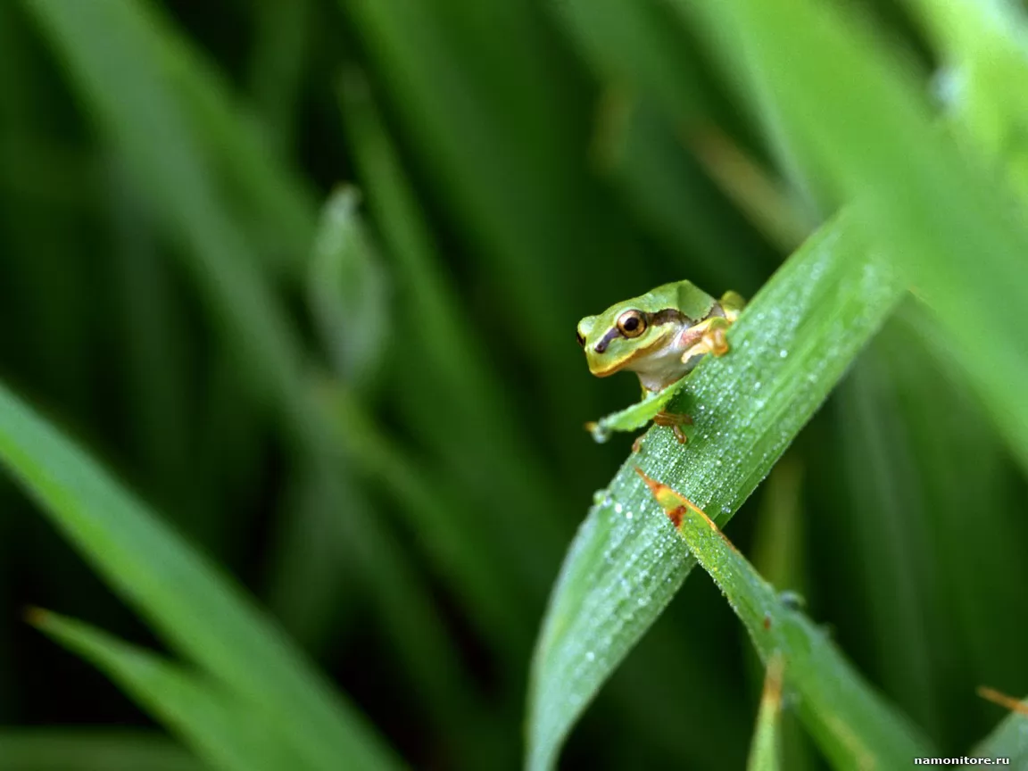 Young frog, amphibious, animals, frogs, grass, green x