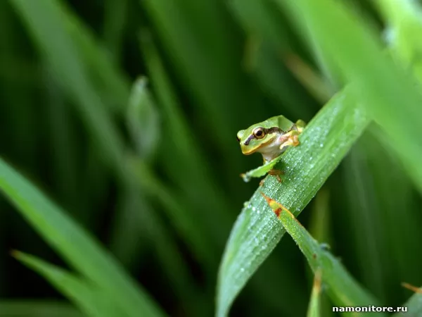 Young frog, Wild