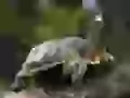 Curious turtle
